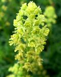 Reseda Lutea
